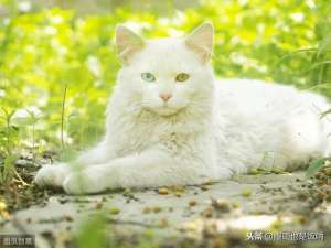 回族 养猫(临清狮子猫的的介绍、饲养、护理和其他注意事项)