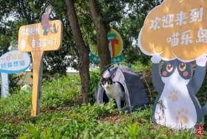 上海松江领养猫(流浪猫有家了，上海首个流浪猫管理中心成立，退役警犬开放领养)