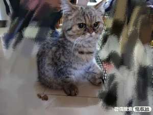 北京哪里领养猫(北京宠物领养北京林萃桥附近无偿领养美短加菲，宠友社发布)