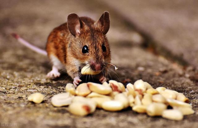 老鼠最怕的10种驱鼠方法，让老鼠一夜之间全部消灭光光！