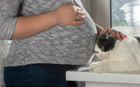 怀孕了，家里不允许继续养猫，这3个科学结论拿去说服父母和家人