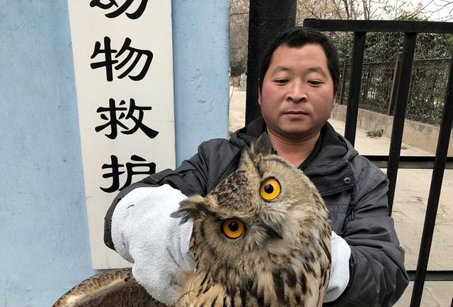 如此可爱呆萌的猫头鹰，为什么外国可以饲养，而中国却不能？