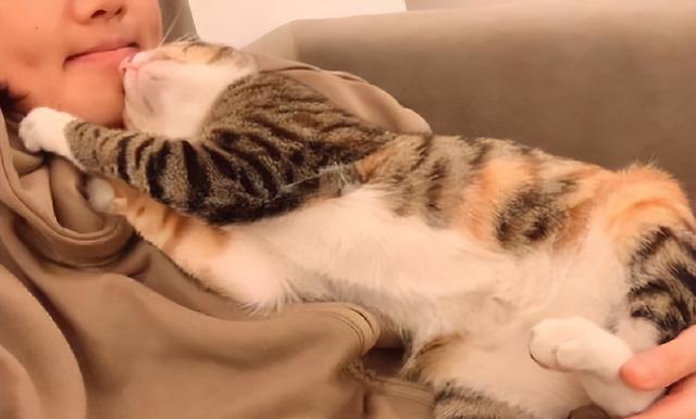 原来猫咪爱睡的位置，是有讲究的，暗示了你的地位！