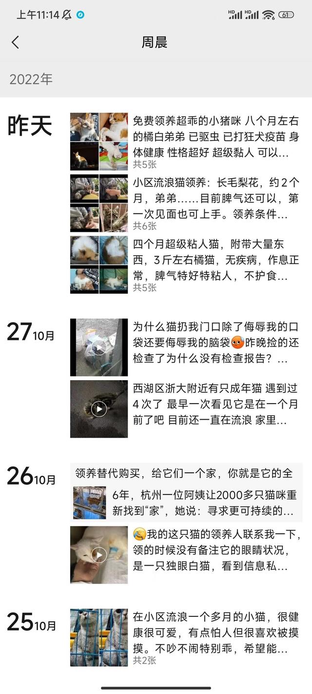 杭州一阿姨开猫咪领养馆，六年领养出两千多只：给猫治病欠医院几十万，提倡领养代替购买