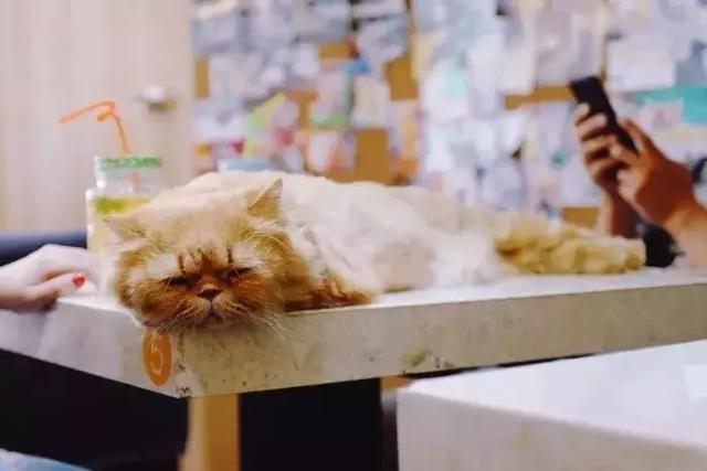 上海的这些撸猫神店，你一定不能错过！