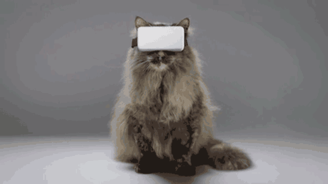 有钱人家的猫咪，VR眼镜、电动滑板都是标配！看到铲屎机，柠檬了