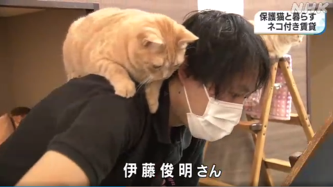 日本“猫咪公寓”招租：入住就送猫 还帮你一起养