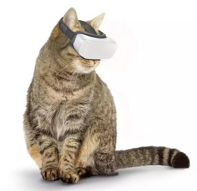 有钱人家的猫咪，VR眼镜、电动滑板都是标配！看到铲屎机，柠檬了