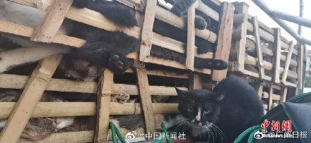 300多只非法运输待宰猫咪被海南警方截获，正被全力救治