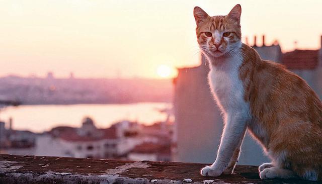 环球知识：为什么伊斯坦布尔有这么多的猫？