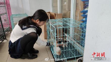 300多只非法运输待宰猫咪被海南警方截获，正被全力救治