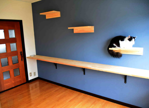 日本“猫咪公寓”招租：入住就送猫 还帮你一起养