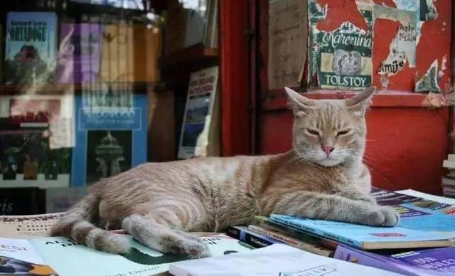 环球知识：为什么伊斯坦布尔有这么多的猫？