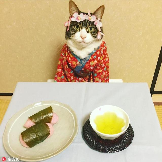 日本人为什么那么喜欢猫？