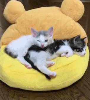 原来猫咪爱睡的位置，是有讲究的，暗示了你的地位！