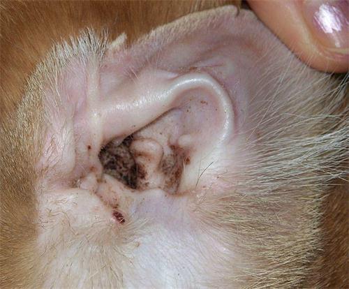 猫咪耳朵瘙痒、疼痛，是因为耳螨吗？很有可能是外耳炎