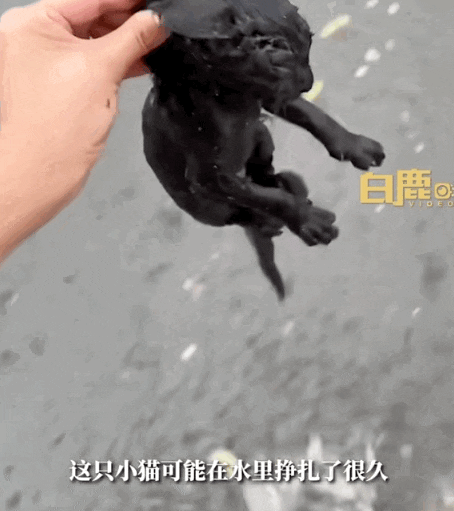 暴雨过后，北京12345救下濒死小奶猫，直接收编…这是成功上岸了？