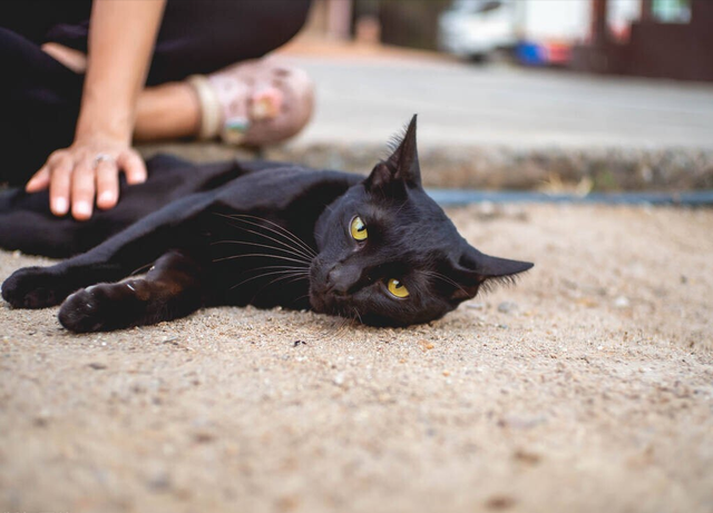 告诉你一个秘密：养猫，最好养“黑猫”
