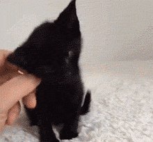 告诉你一个秘密：养猫，最好养“黑猫”
