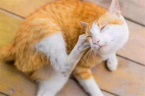 猫咪耳朵瘙痒、疼痛，是因为耳螨吗？很有可能是外耳炎