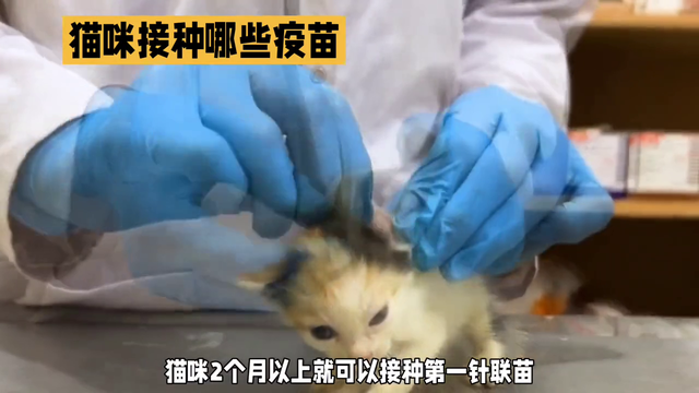 新手养猫不得不知道的猫咪需要打哪些疫苗#猫咪
