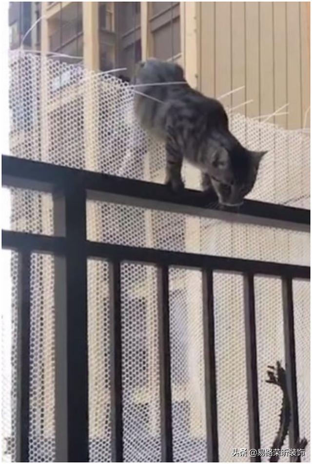 猫并没有9条命！养猫封窗封阳台要怎么弄？