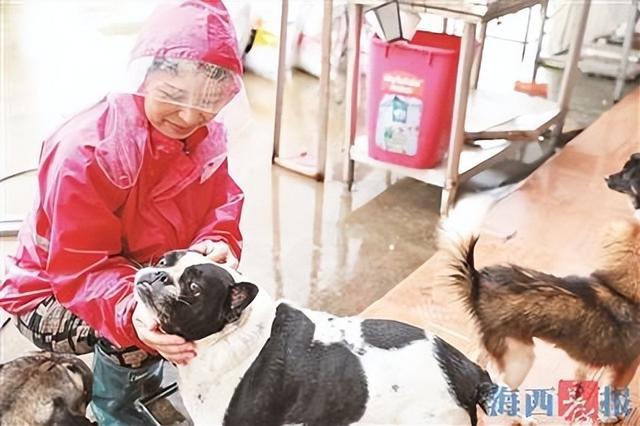 厦门“爱它流浪动物救助基地”9年救助1000多只流浪动物