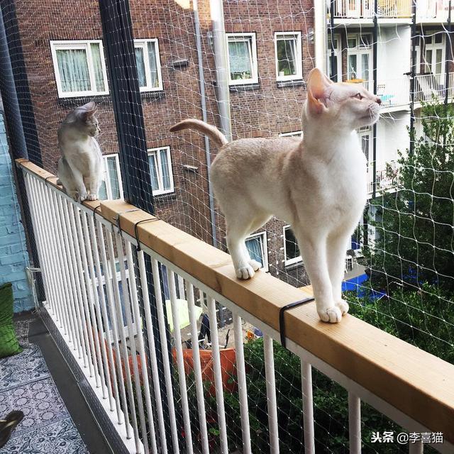 猫咪并不是真的有九条命，养猫请务必封闭阳台或加装防护网！