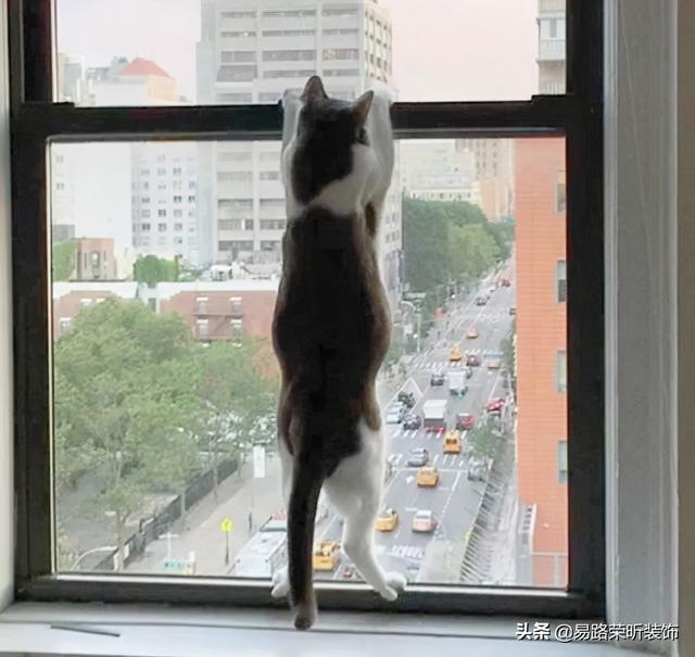 猫并没有9条命！养猫封窗封阳台要怎么弄？