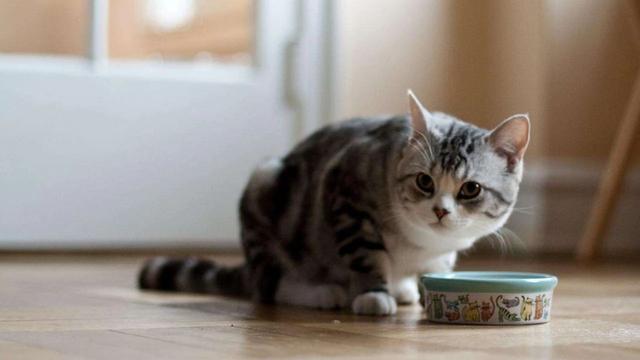 家里养猫咪有味道？如何缓解或去除这个味道呢？