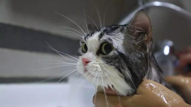铲屎官给爱猫洗澡常受伤，六点洗猫步骤需细致了解！
