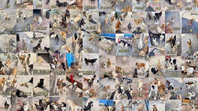 山东大姐办“暖心小院”收容300多只猫狗：每只都有名字，月伙食费1万多