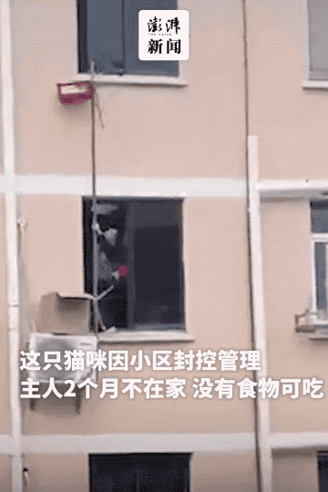 上海一对老夫妻隔空投喂“独居”猫咪！首个“动物方舱”来了！疫情下的毛孩子有救了