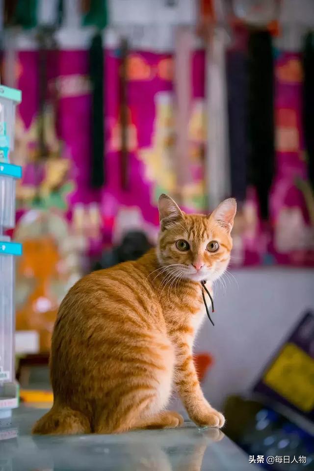 去年中国养猫人数超2000万，上海男生拍猫7年解读猫咪魅力何在？