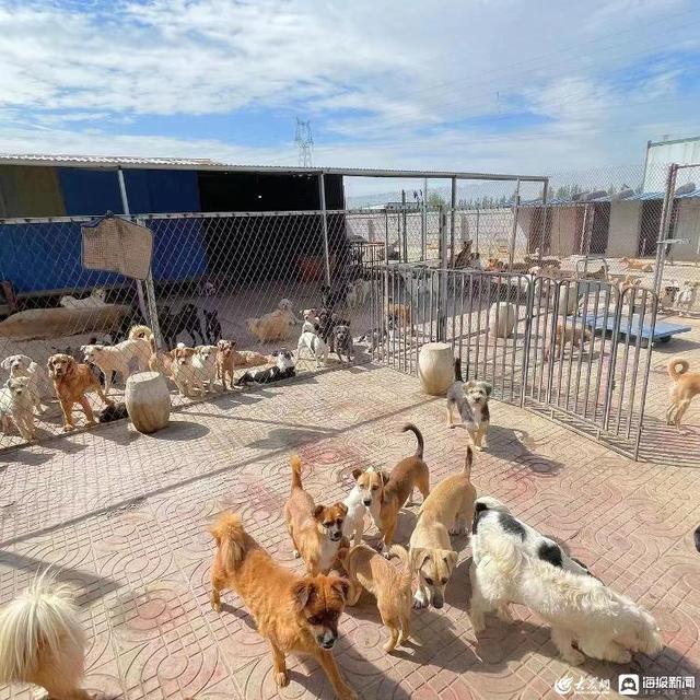 山东大姐办“暖心小院”收容300多只猫狗：每只都有名字，月伙食费1万多