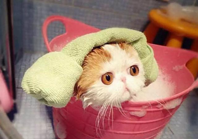 铲屎官给爱猫洗澡常受伤，六点洗猫步骤需细致了解！