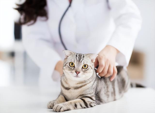 5种猫咪常见“皮肤病”，主人该如何预防?