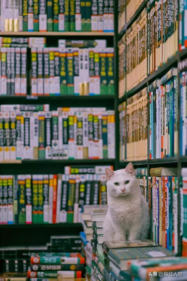 去年中国养猫人数超2000万，上海男生拍猫7年解读猫咪魅力何在？