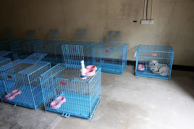 上海一对老夫妻隔空投喂“独居”猫咪！首个“动物方舱”来了！疫情下的毛孩子有救了