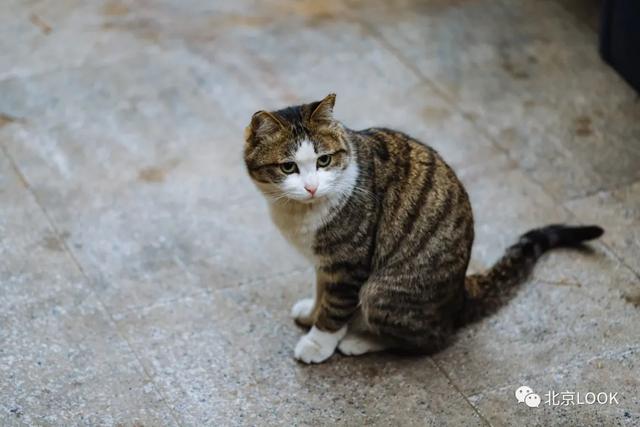 北京猫猫地图① · 流浪猫间百态