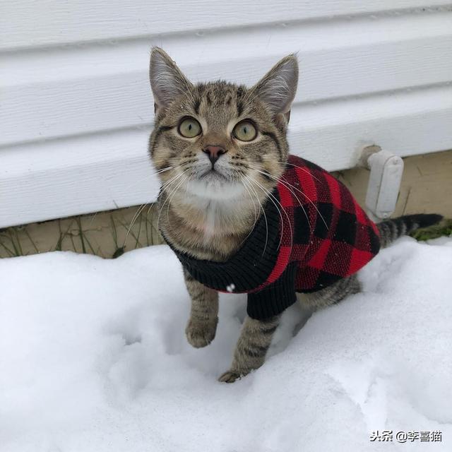 冬天养猫只加温保暖是不够的，铲屎官要做好这五个方面帮猫咪过冬