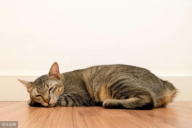 根据猫的年龄和地板类型，教你如何去除木地板上的猫尿