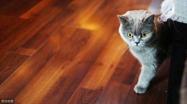 根据猫的年龄和地板类型，教你如何去除木地板上的猫尿