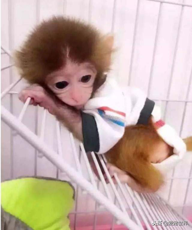 养一只宠物猴，是不是会被它玩坏了？