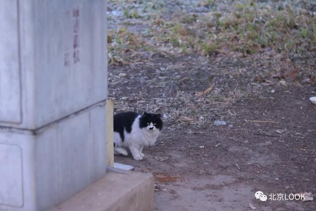 北京猫猫地图① · 流浪猫间百态