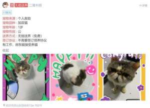 武汉免费领养猫咪(武汉宠物领养个人救助1岁加菲猫无偿送养，宠友社发布)