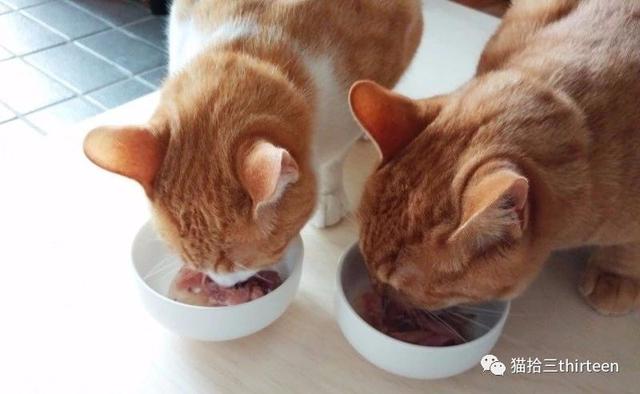 “疫情期间猫粮断绝？”：教你科学的自制猫饭，不愁猫咪无粮可吃