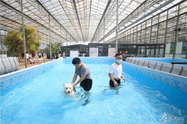 上海首个流浪猫管理中心成立，退役警犬开放领养