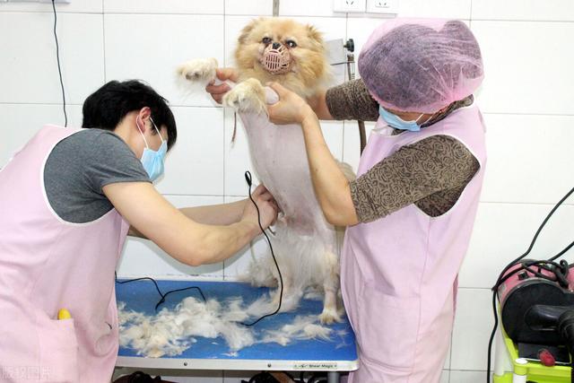 广州一家宠物店利用“免费领养”来赚钱，一年盈利200万，真牛啊