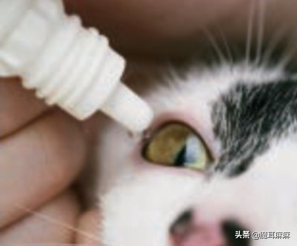家里养猫一定要常备这些药品，关键时刻可以救命！建议收藏